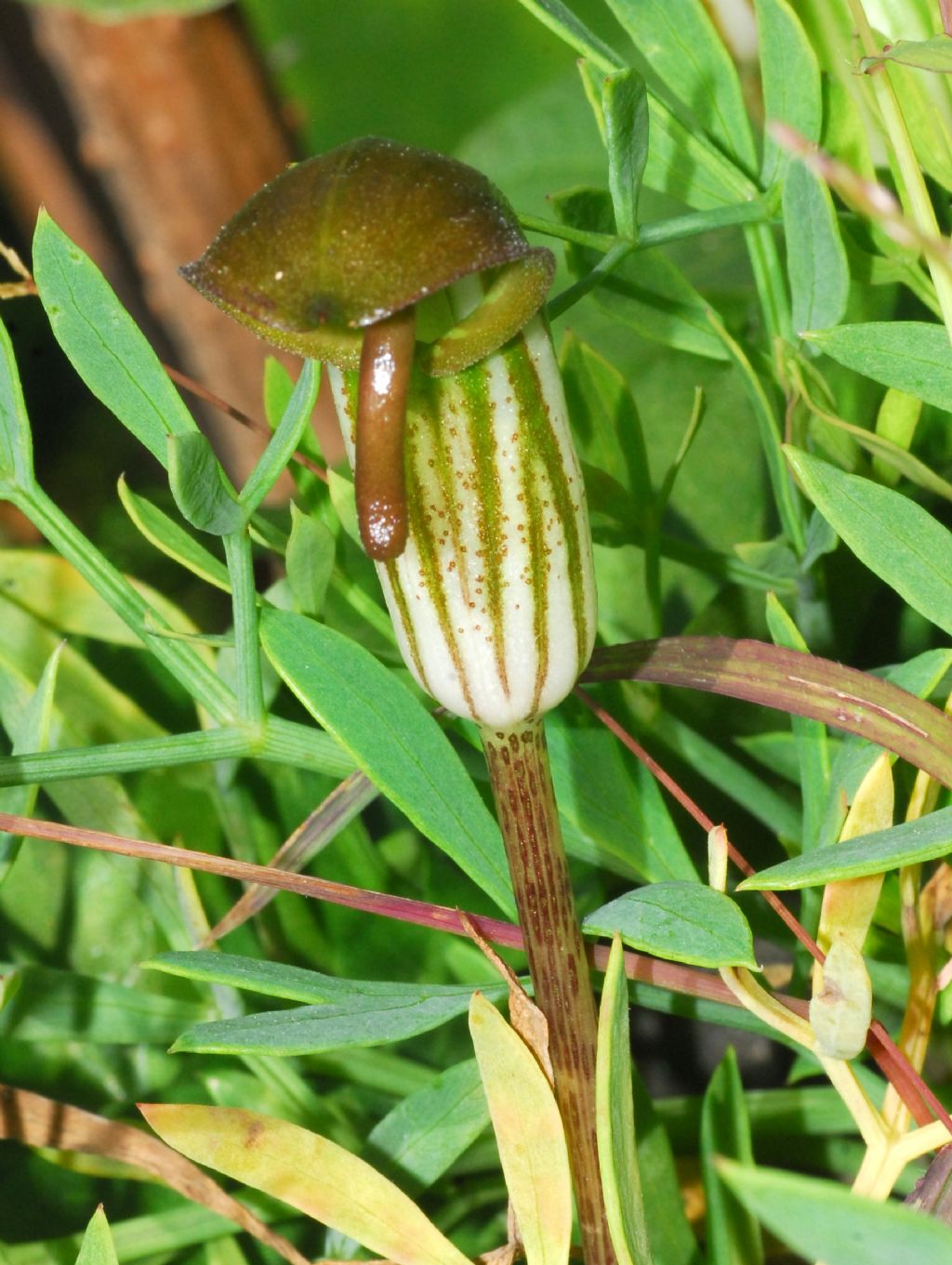 Aristolochia?   No, Arisarum vulgare (Araceae)
